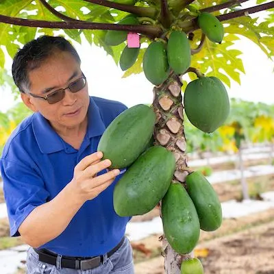 thumbnail for publication: Una mirada a la producción, el comercio y el consumo de papaya a nivel mundial
